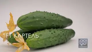 Огурец Картель Гавриш Профессиональные семена