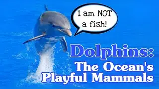 Dolphins: The Ocean’s Playful Mammals
