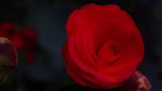 Величественная природа ⁄ Majestic Nature4   Цветы ⁄ Flowers