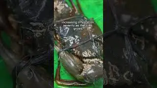 #WildVsFarmed #MudCrabFarming #SustainableAquaculture #crabfarming #sustainableaquaculture #crab