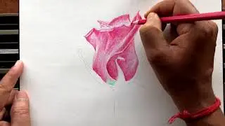 Rose Drawing with Color Pencil for Kids and Beginners