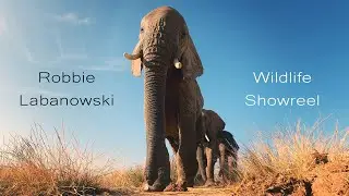 Robbie Labanowski - Wildlife Showreel
