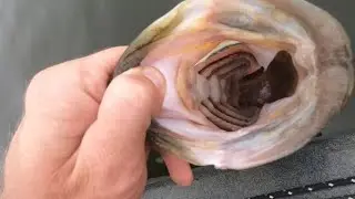 Catching Big MN Largemouth with 6 Inch Bullhead In It's Throat