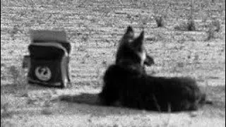 David Bowie's German Shepherd