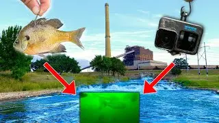 Dropped a GOPRO and LIVE SUNFISH in a POWER PLANT and Saw MONSTERS... (BIGGEST of the YEAR Caught!)
