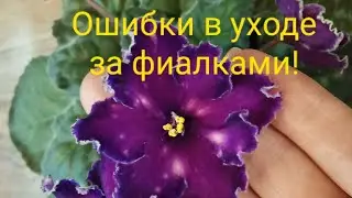 Фиалки! Самые простые ошибки в уходе! Фиалки у Алисы.