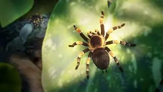 {PLANET ZOO} Mexican Red Knee Tarantula Exhibit Build