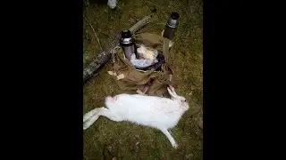 Охота с биглем.Выход 30.11.19 г.