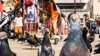 Columbidae