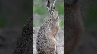 The hare is a wanderer through life 