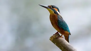 Common KingFisher Flying| AQ Fun