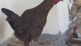 Siyah Tavuk Gıd Gıdak Sesi Çıkartıyor