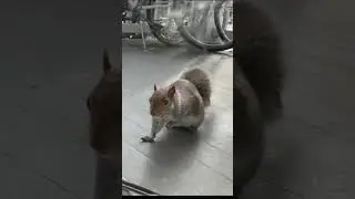Squirrel morphing AI tutorial using free AI tools now in description 