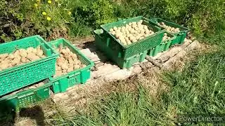 Посадка картошки, наше поле
