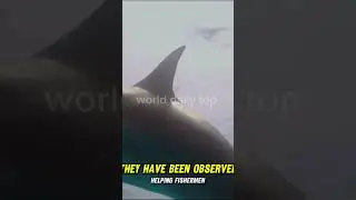 Top 10 Friendliest Wild Animals