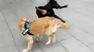 пес джекичян