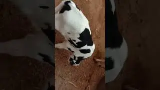 Cow playing.  