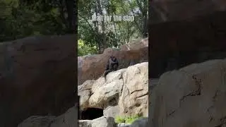 Chimp Time at The Los Angeles Zoo  #losangeles #lazoo #zoo #chimpanzee