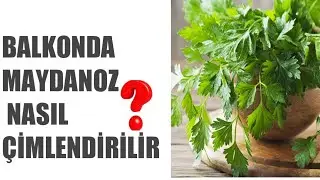 Evde Maydanoz nasıl yetiştirilir ve yetiştirirken dikkat edilmesi gereken püf noktaları nelerdir 201