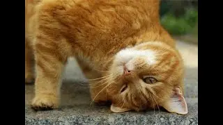 КОТЫ ХУЛИГАНЫ