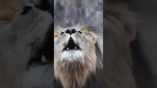 A Mighty Roar up Close