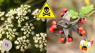 5 Deadliest Plants That Could Kill You| Top 5| Amazing Facts| Funpectationfad