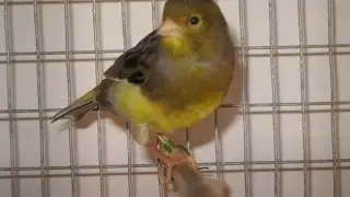 Canário do império cantando muito.