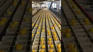 STAS Apple & pear grader