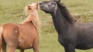 Stallion started working ।  Привели новую кобылу к жеребцу