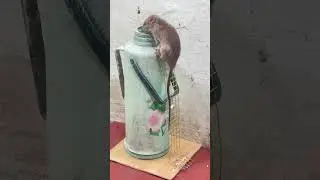 Unique mouse trap/good rat trap at home 