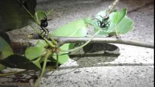 Black widows 1.