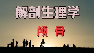 解刨学 颅骨 Anatomy Skill