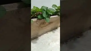 Growing Strawberries #short #shorts #garden #homegarden #hidroponik #ideas #strawberry
