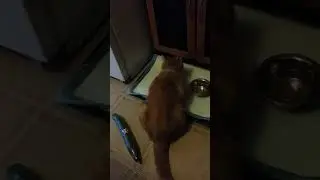 Doesn't work for cats broken