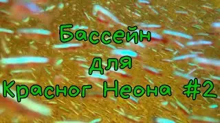 Бассейн для Красног Неона #2