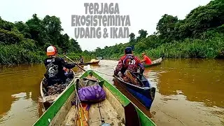 Mancing udang galah di sungai yang terjaga habitat udang dan ikan nya