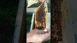 Первичный контроль.