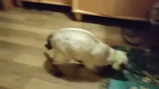 Старший помощник Кот.