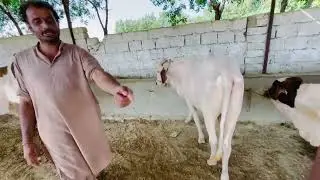 Gadap maweshi mandi rates| Khubsurat janwar 🐄