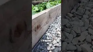 Гравий между грядками! 🪨 #дача #огород