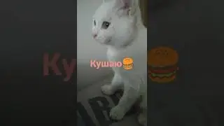 Я кошак (remix) с словами (pls 40 тыс просмотров)