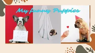 Cute and Funny puppies video compilations