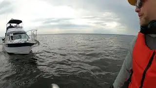 Неожиданная встреча в Чебоксарском водохранилище 