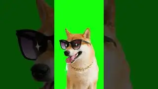 Chroma Key Cachorro Green Screen