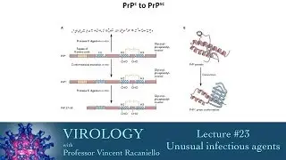 Virology 2014 lecture #23 - Unusual infectious agents
