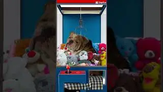 How did this happen? #shorts #crazy #shortsvideo #dogs #toys #fun #bulldog