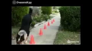 Красота животных в природе