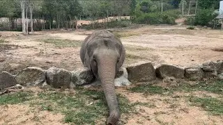 What elephant doing in their free time?!