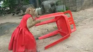 YaYa Riding Dog Miky To Meet Friend Baby Cow