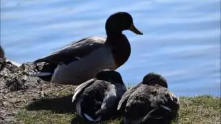 Taking care of my new pet ducks, Kourtlynn Peiffer, EDT 3470